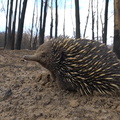 Echidna in a burned area of an Australian forest